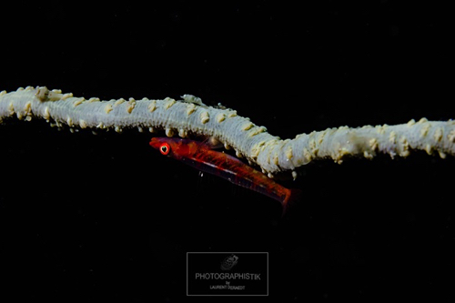 2013 PHILIPPINES - Malapascua
poisson rouge 2013 PHILIPPINES - Malapascua
poisson rouge